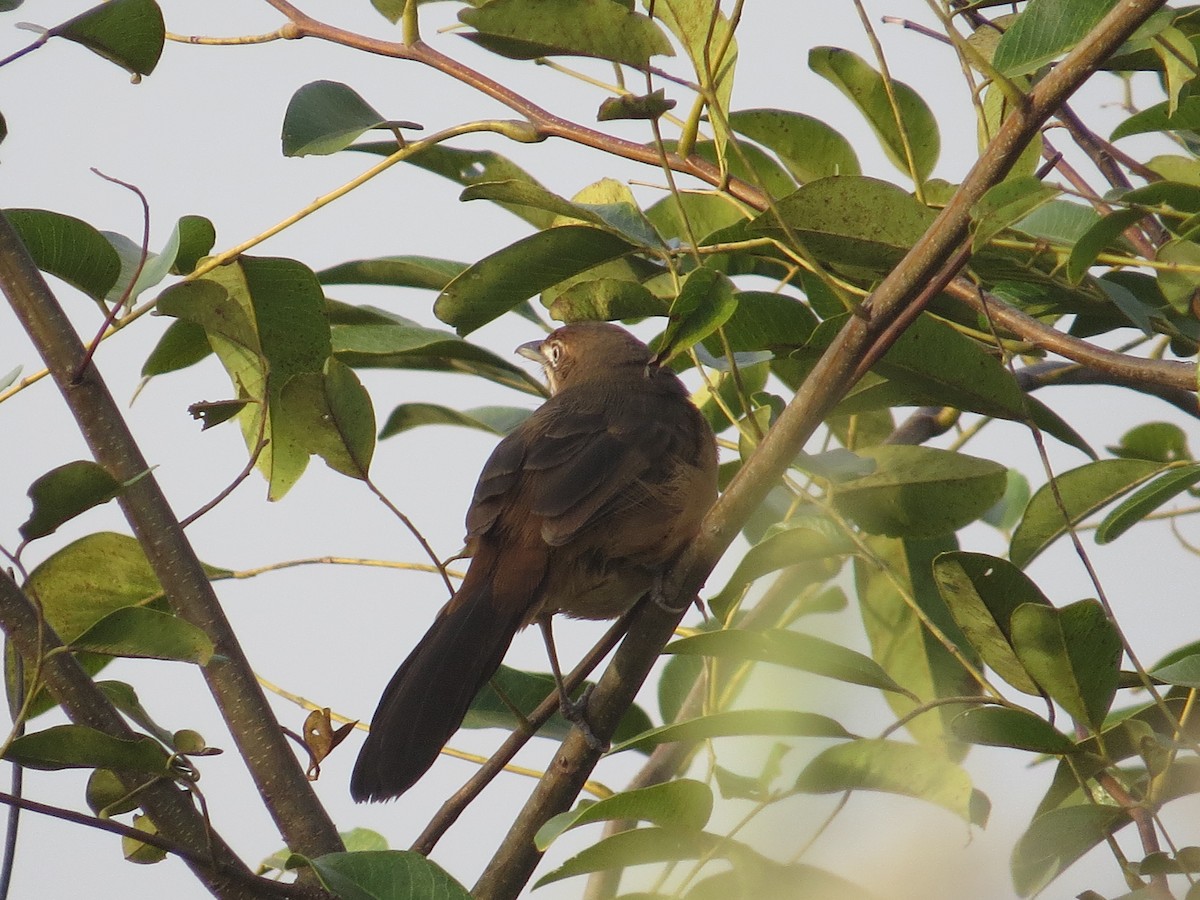 Moustached Grass-Warbler - Asher  Warkentin