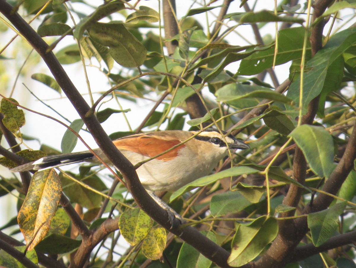 Black-crowned Tchagra - ML178465591