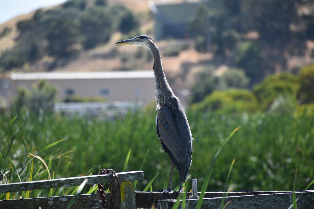 Great Blue Heron - ML178465641