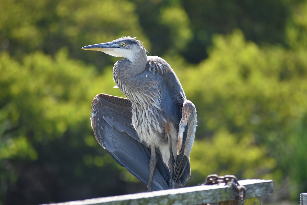 Great Blue Heron - ML178465681