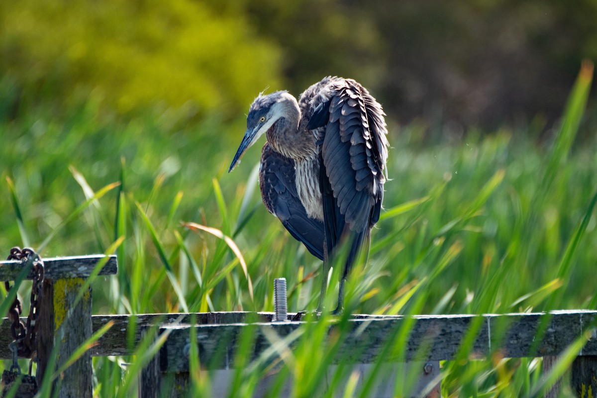 Great Blue Heron - ML178465711