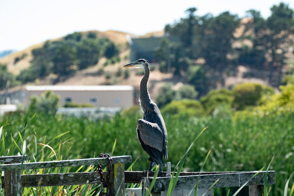 Great Blue Heron - ML178465721