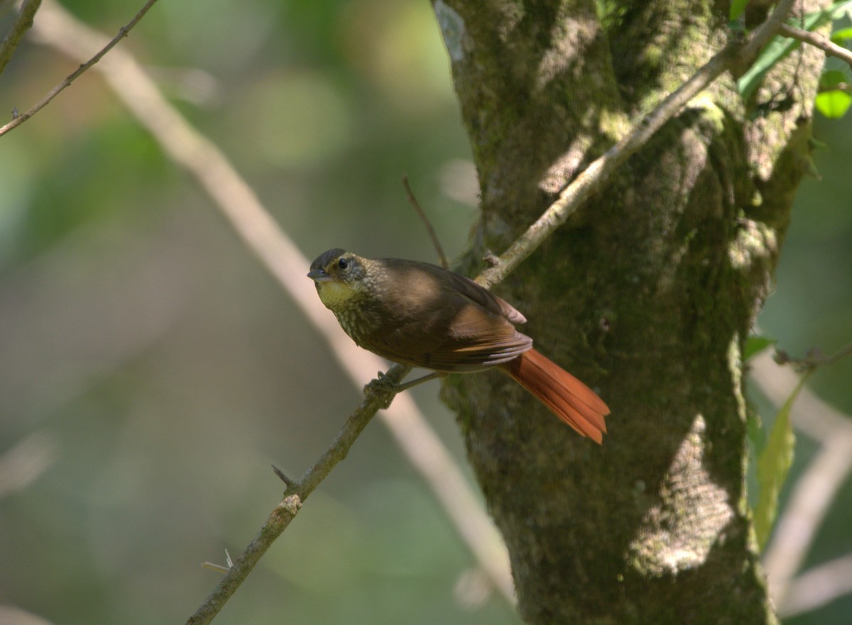 Buff-browed Foliage-gleaner - ML178467451