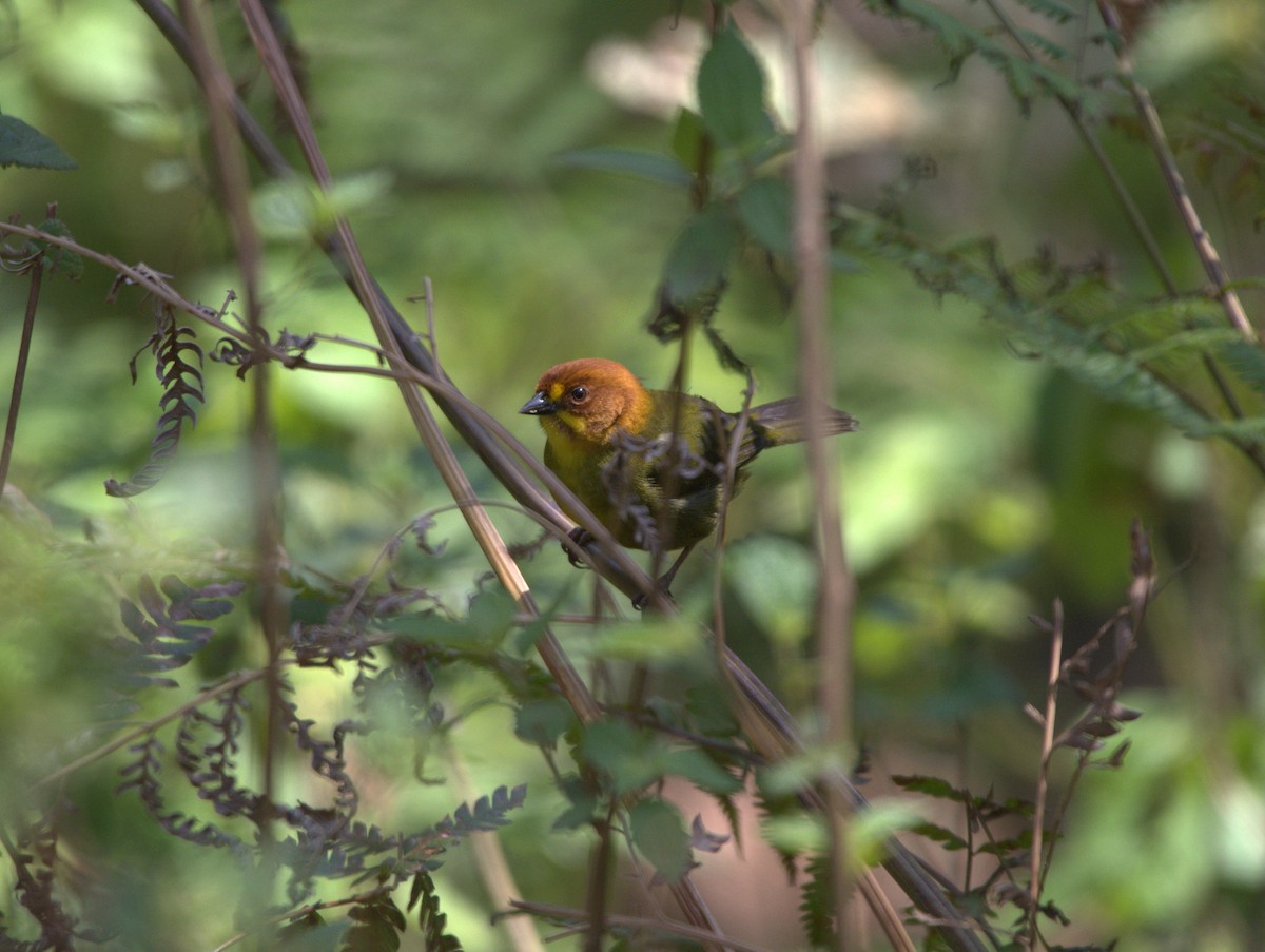 Fulvous-headed Brushfinch - ML178467551