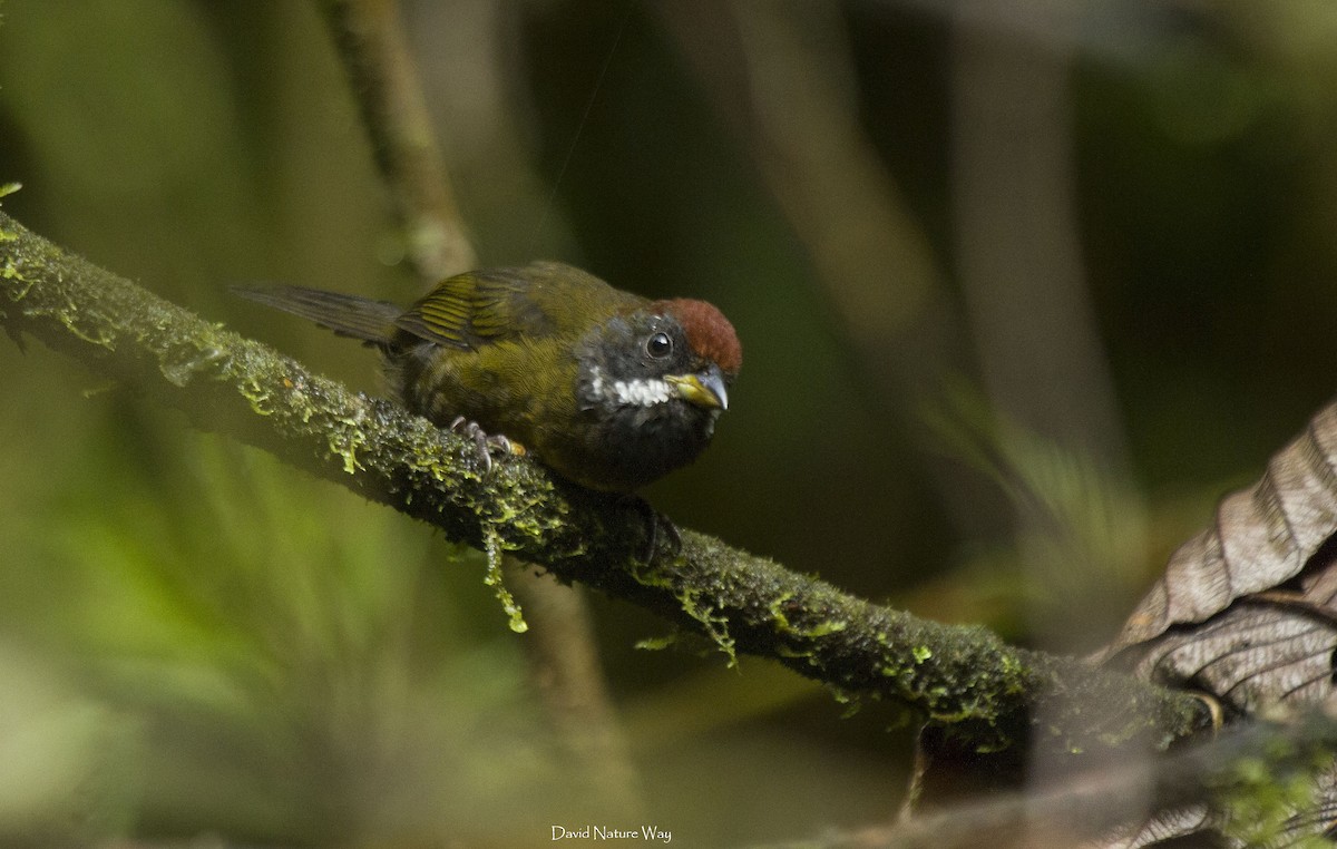 Sooty-faced Finch - ML178467621