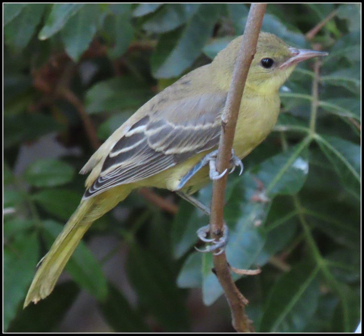 Hooded Oriole - ML178467831