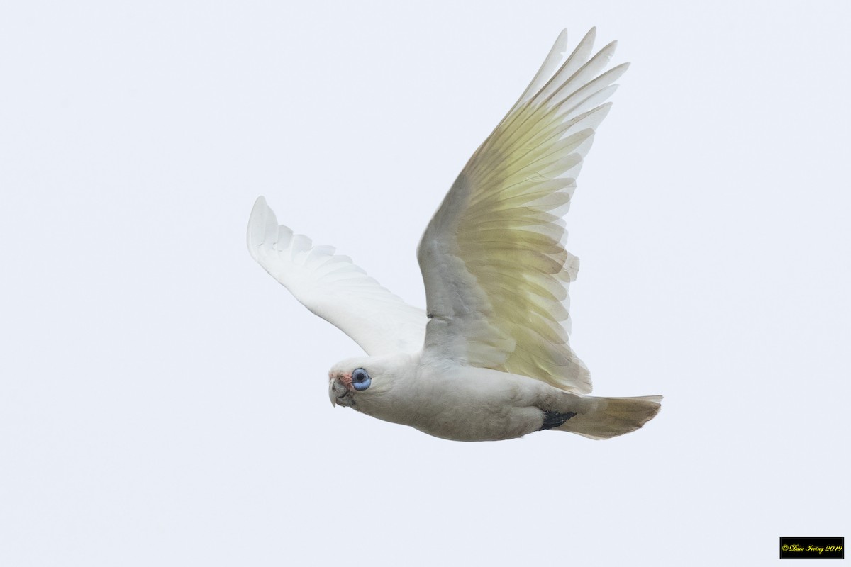 Little Corella - ML178468091