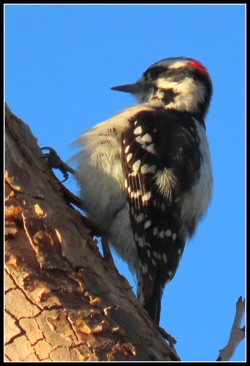 Downy Woodpecker - ML178469451