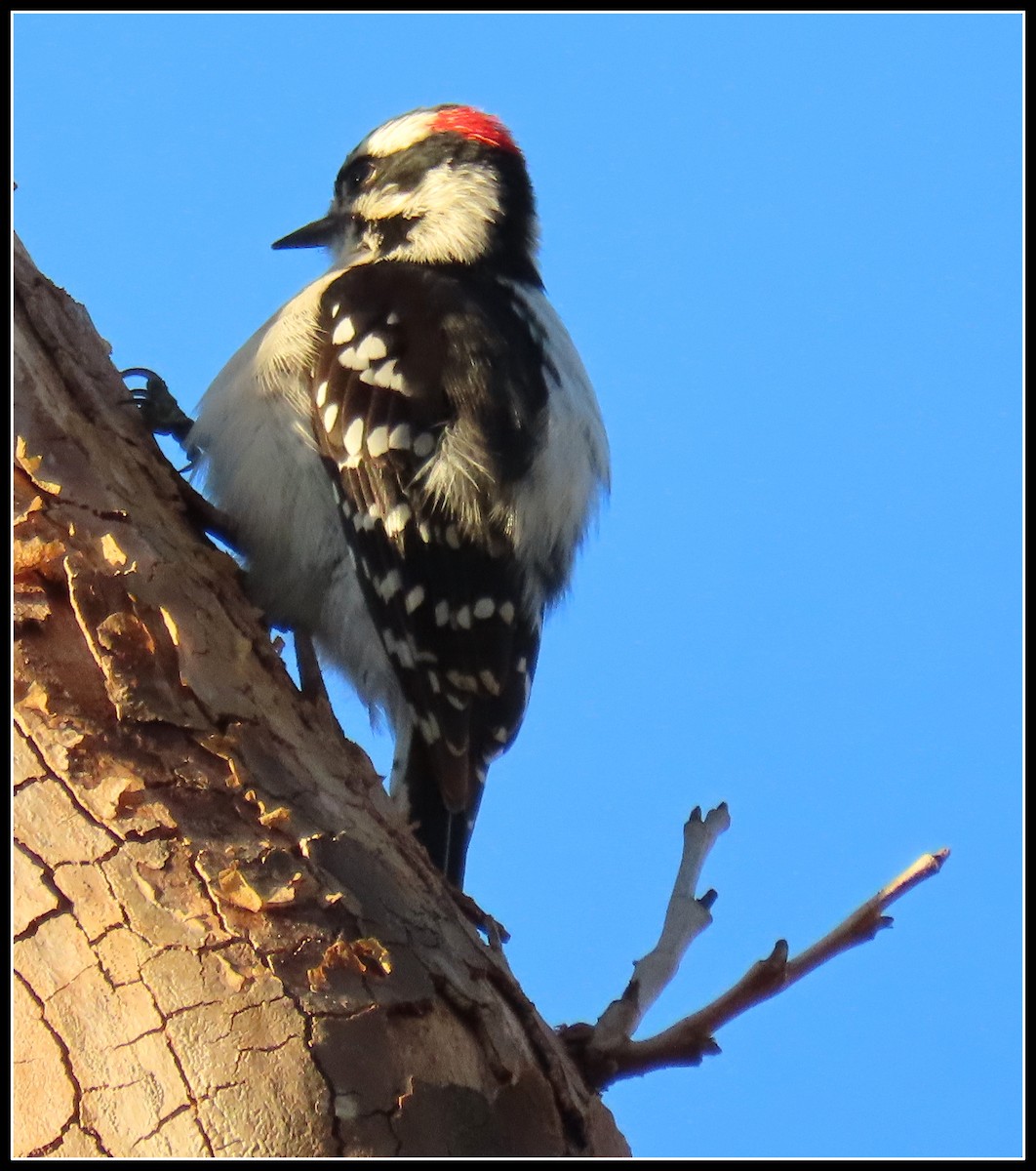 Downy Woodpecker - ML178469461