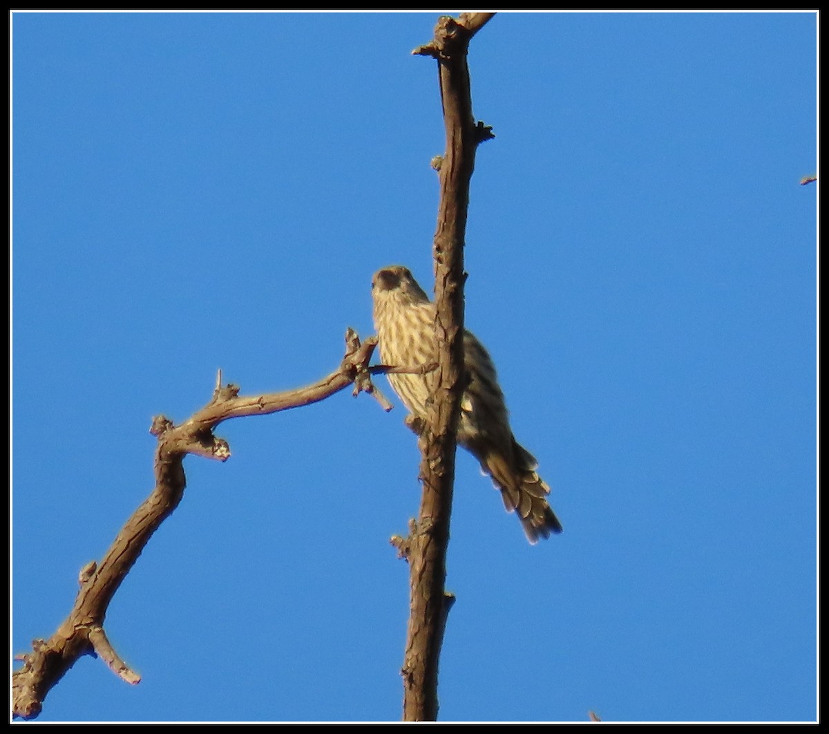 House Finch - ML178469571