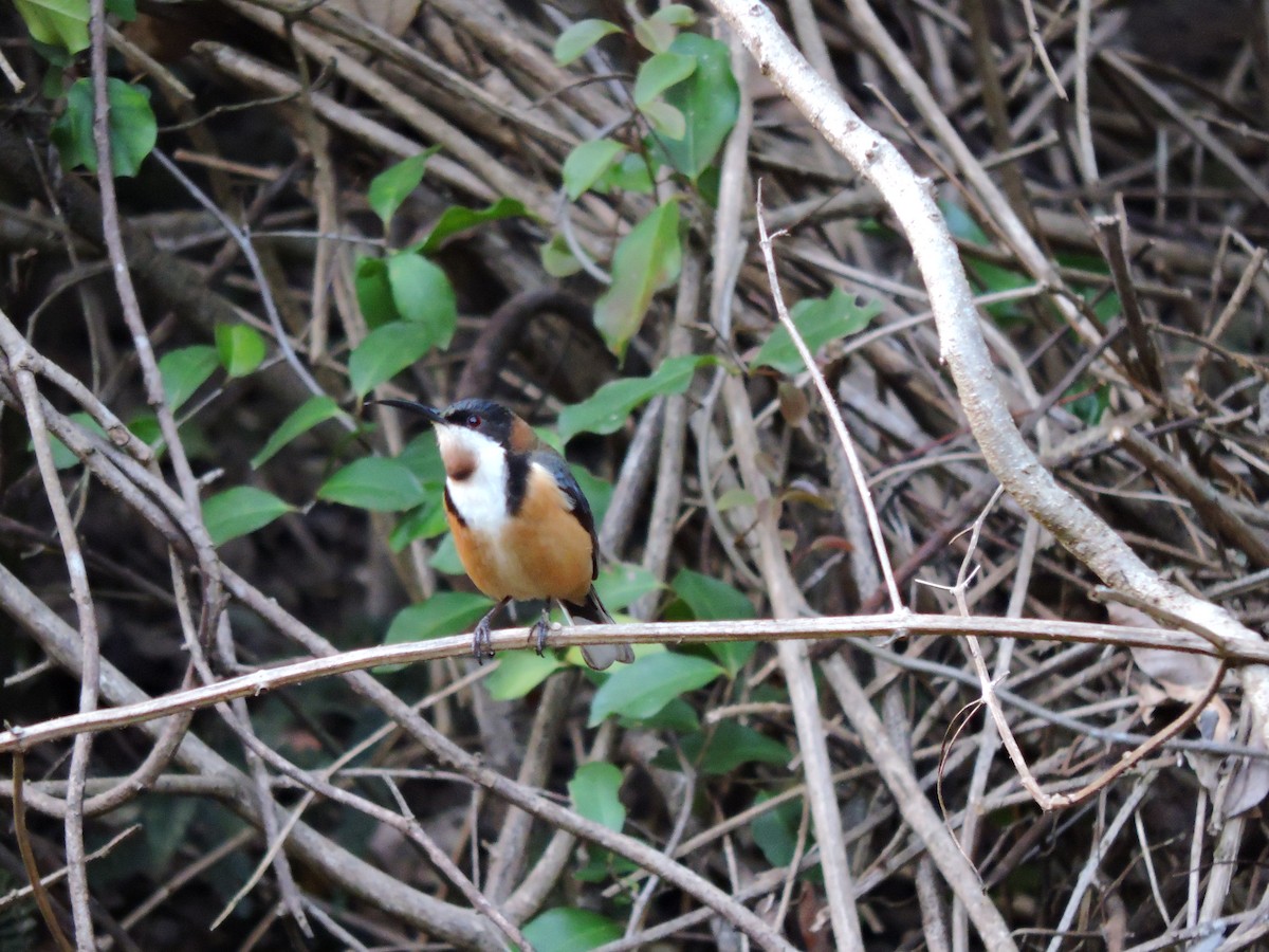 Eastern Spinebill - ML178471361