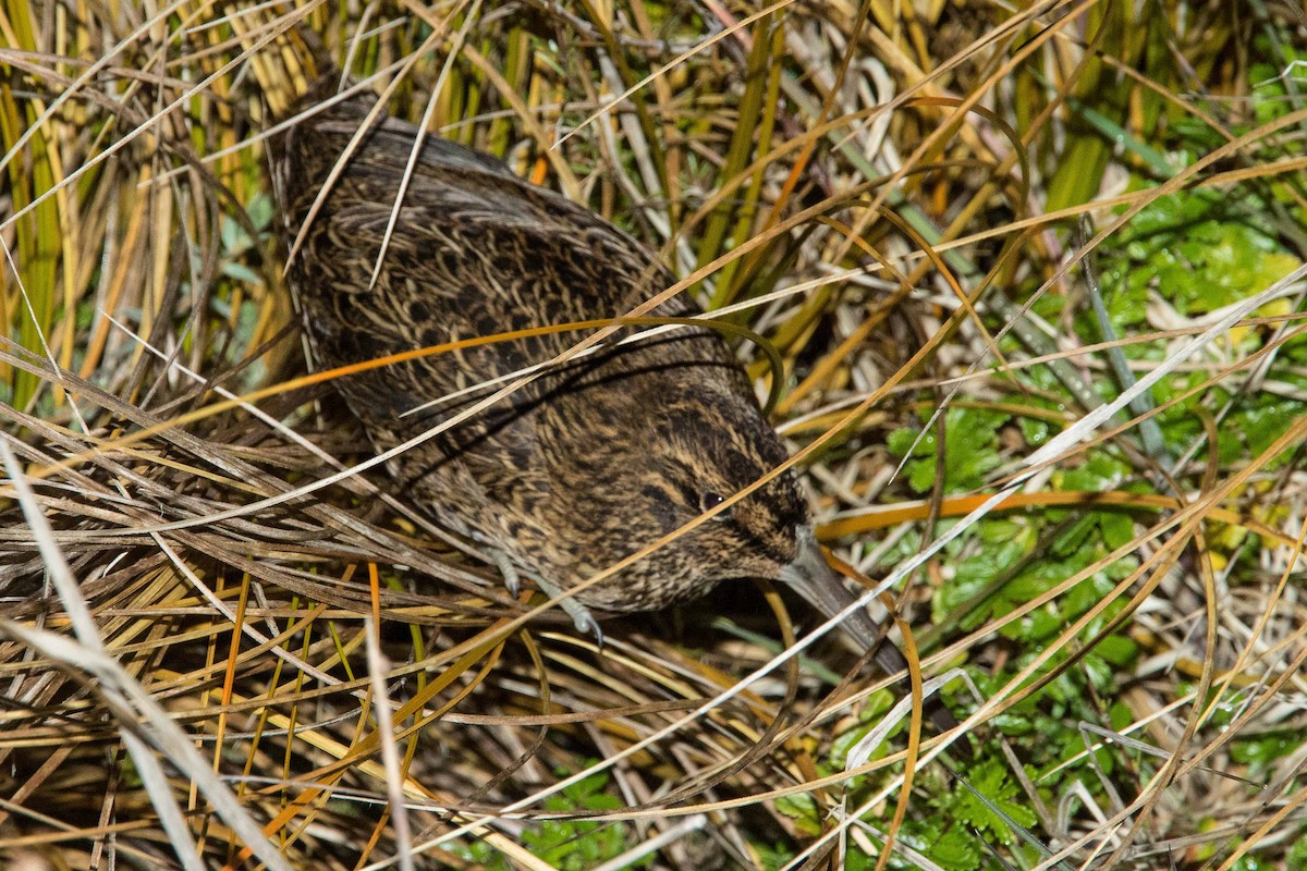 Snares Island Snipe - Eric VanderWerf