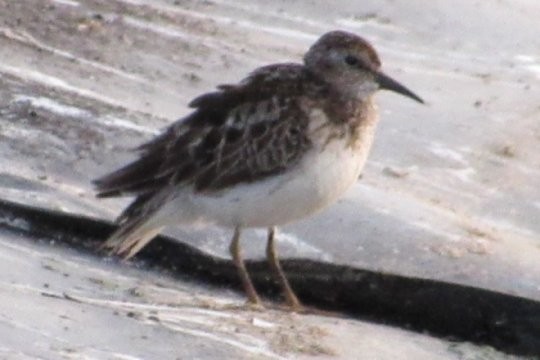 Least Sandpiper - ML178473081