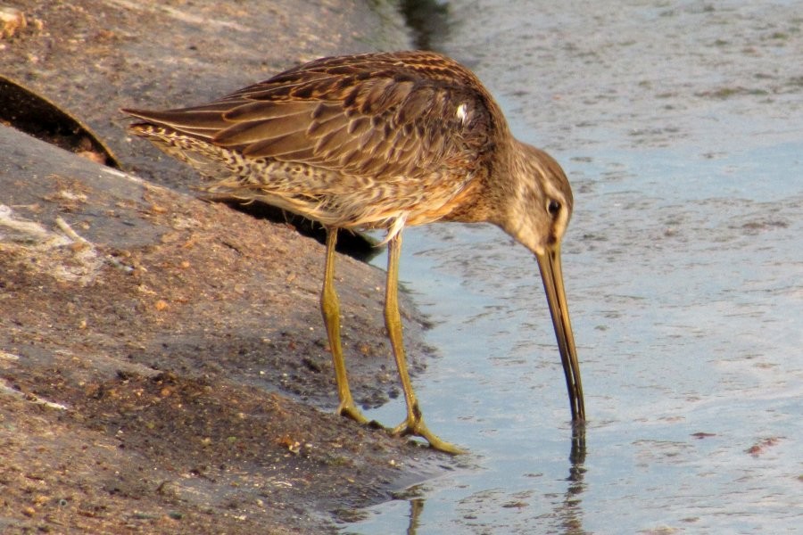 Long-billed Dowitcher - Larry Neily