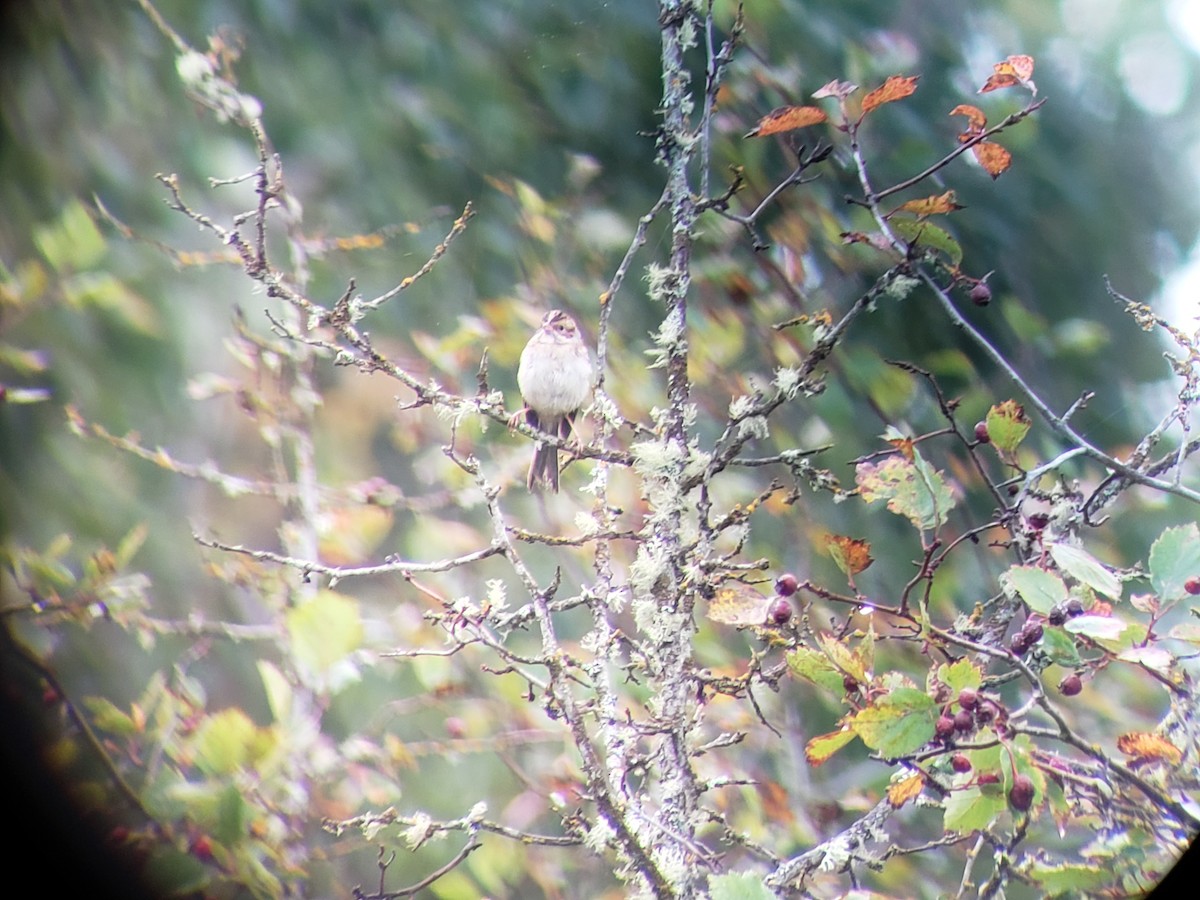 Clay-colored Sparrow - ML178474431