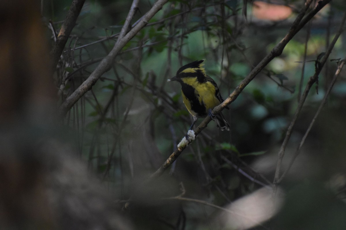 Himalayan Black-lored Tit - ML178475101