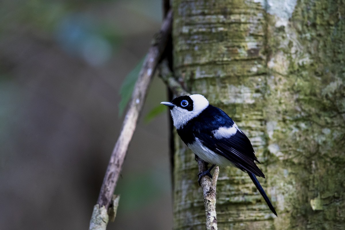 Pied Monarch - ML178477501