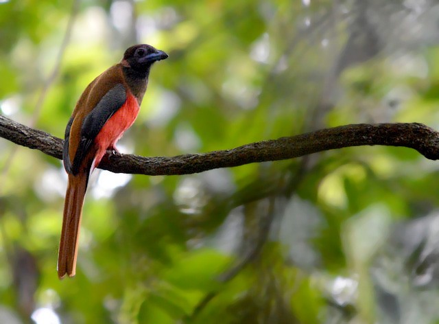 Diard's Trogon - Choy Wai Mun