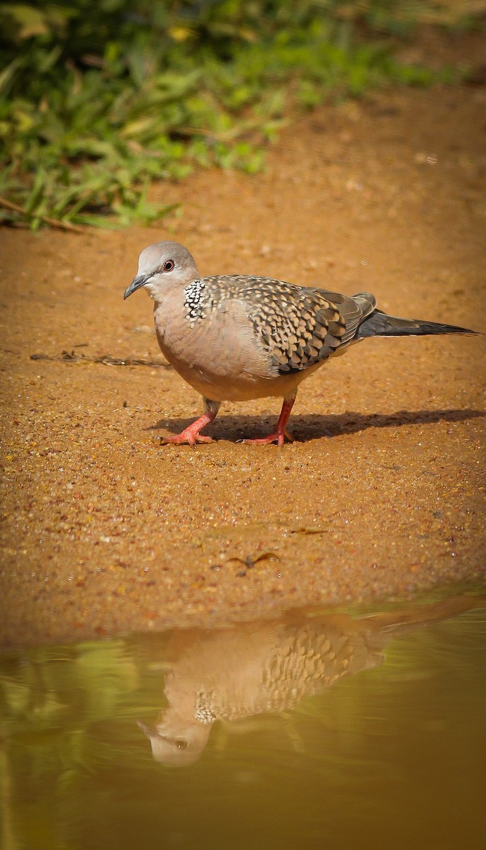 Spotted Dove - ML178479021