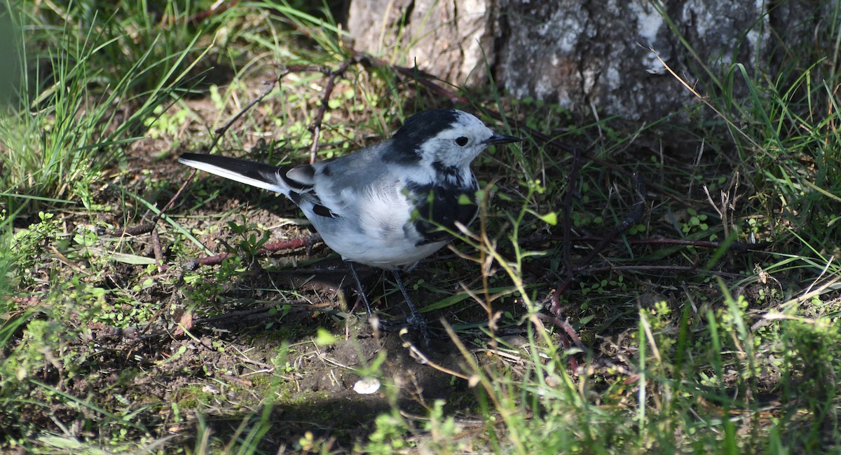 Хөх цэгцгий - ML178479511