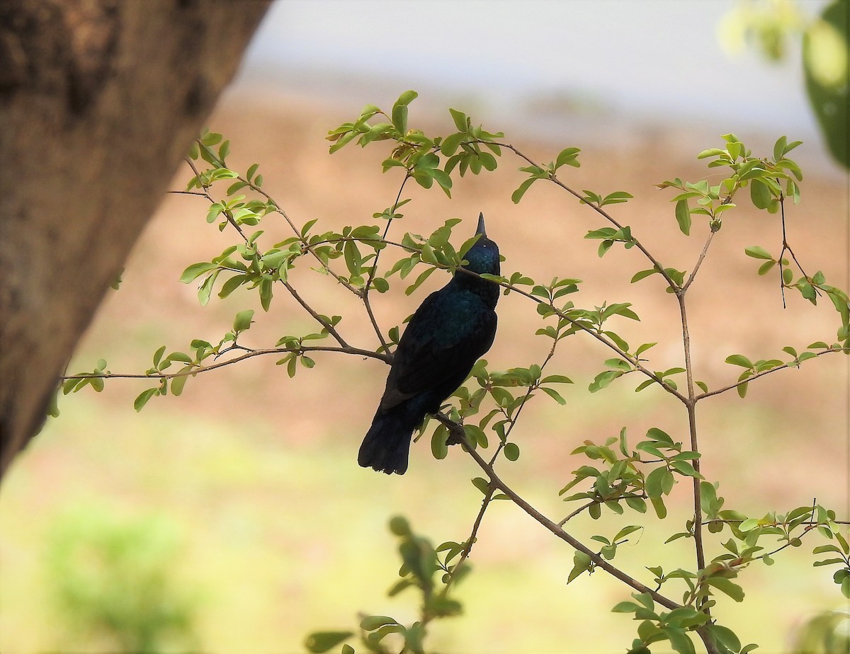 Purple Sunbird - ML178479851