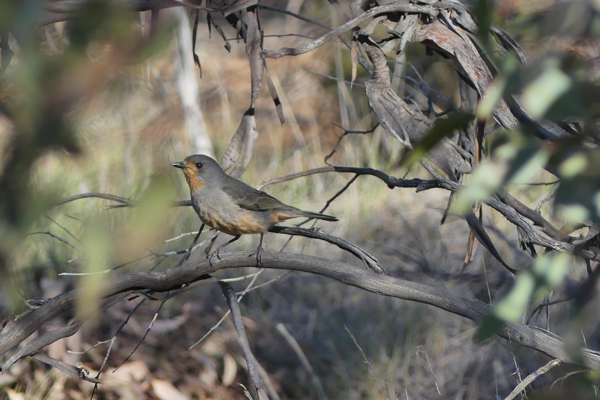 Red-lored Whistler - ML178482501