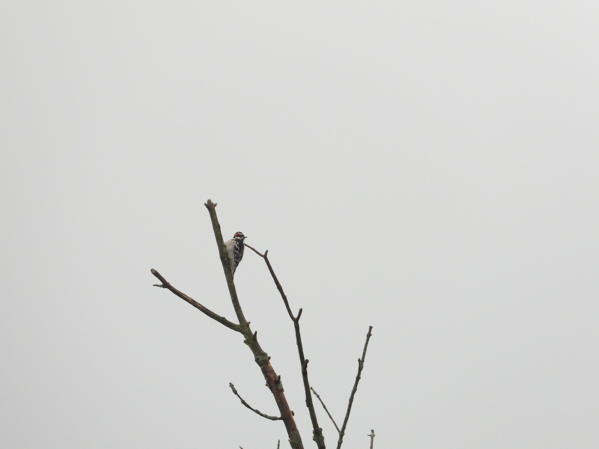 Downy Woodpecker - Rick Luehrs