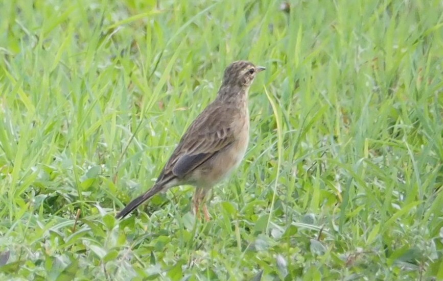 Paddyfield Pipit - ML178485631