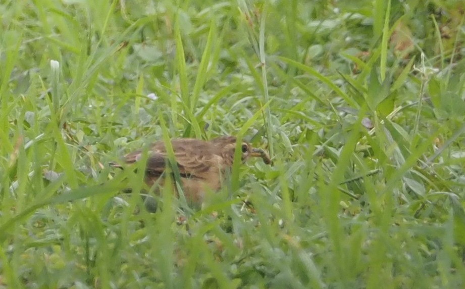 Paddyfield Pipit - ML178485641