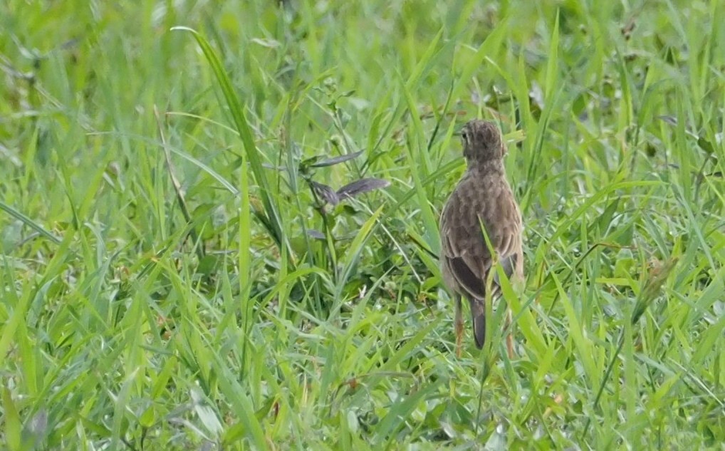 Paddyfield Pipit - ML178485651
