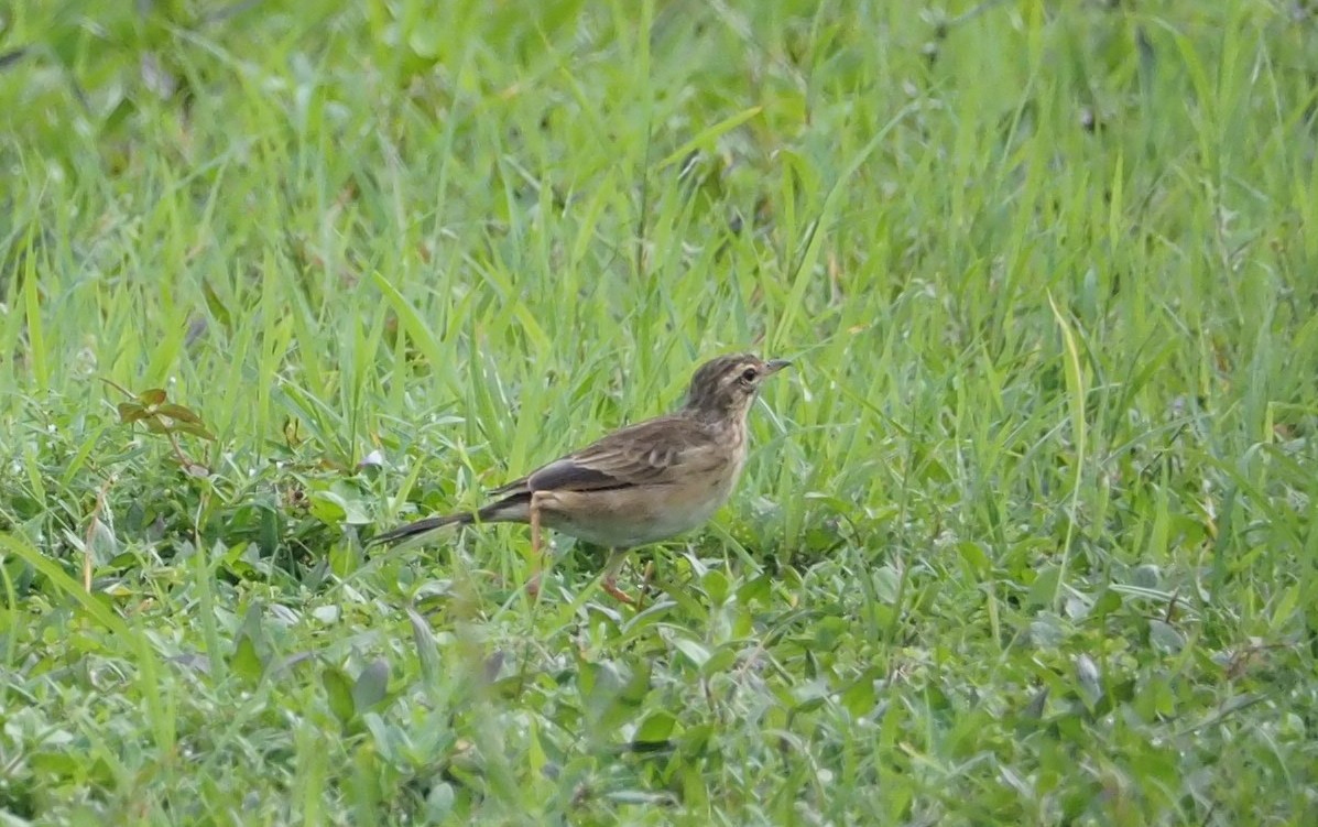 Paddyfield Pipit - ML178485661