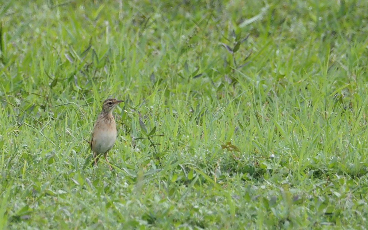 Paddyfield Pipit - ML178485671