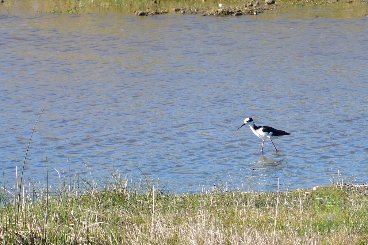 Black-necked Stilt - ML178486361