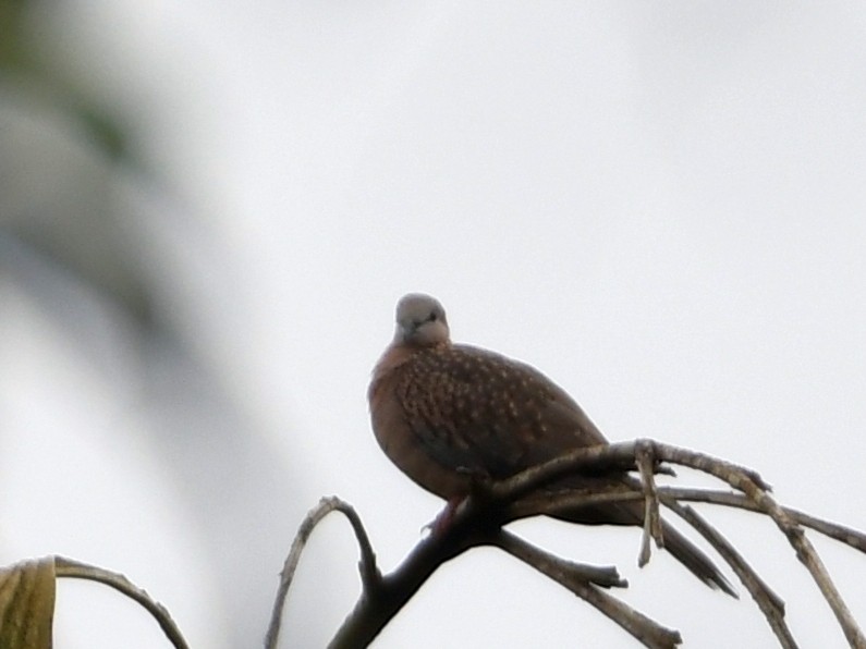 Spotted Dove - ML178487841