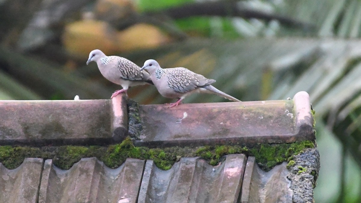 Spotted Dove - ML178487851
