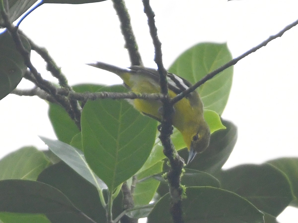 Common Iora - Vlad Sladariu