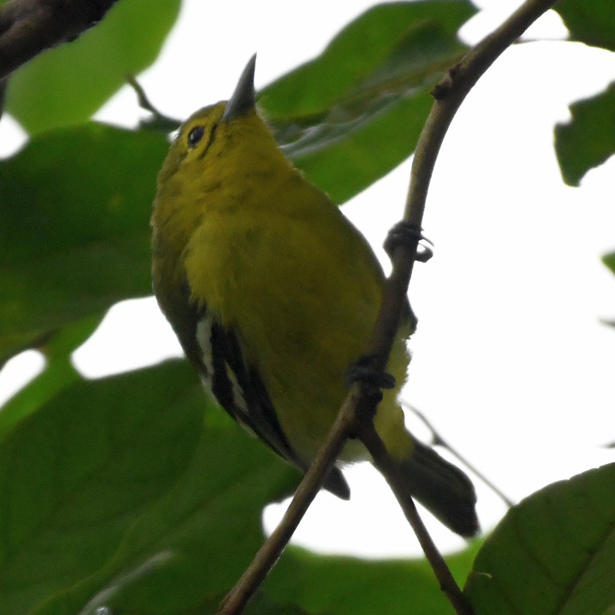 Common Iora - ML178488171