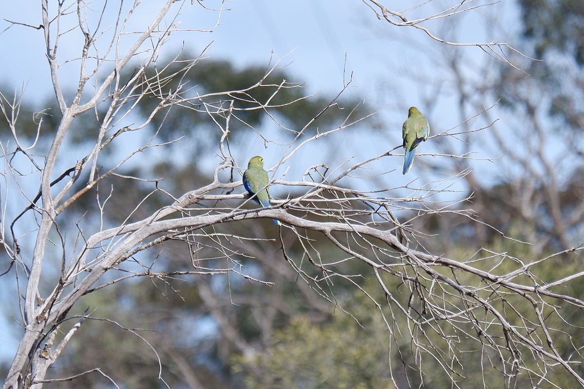 Blue-winged Parrot - ML178488541