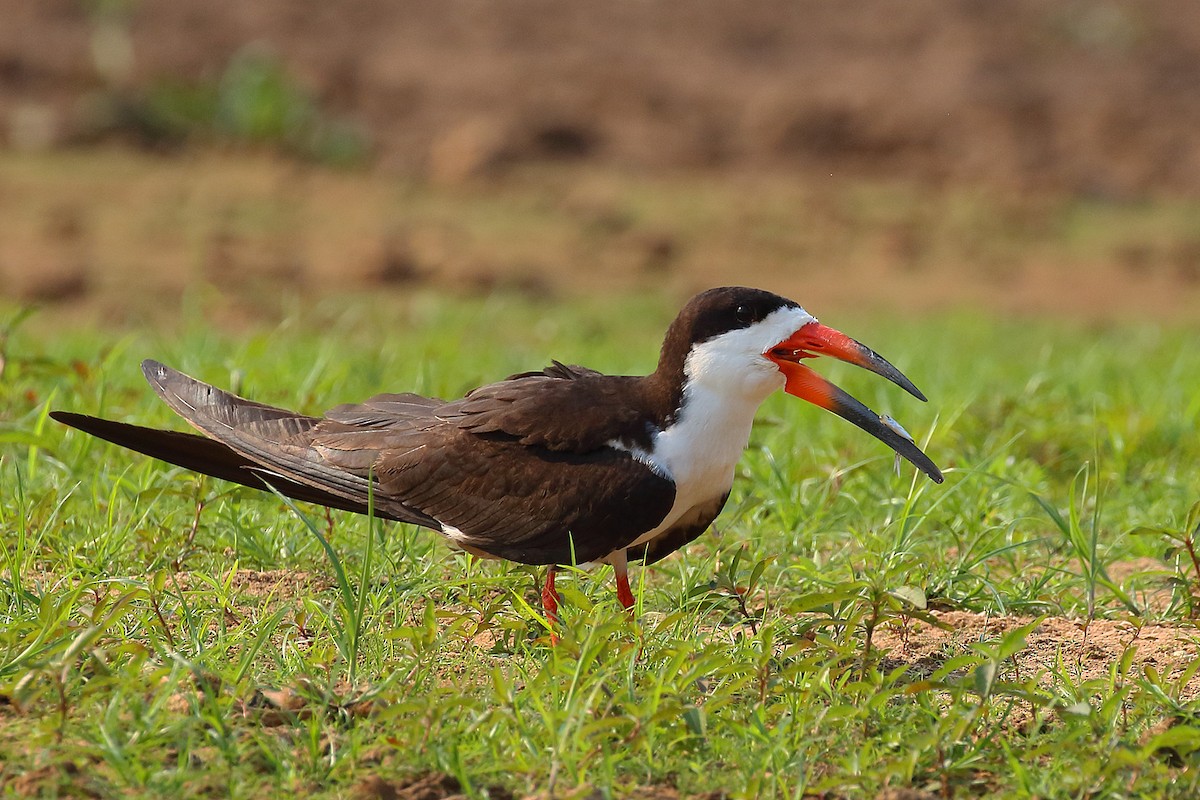 Black Skimmer - ML178489321