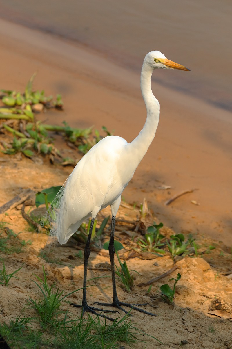 Great Egret (American) - ML178489351