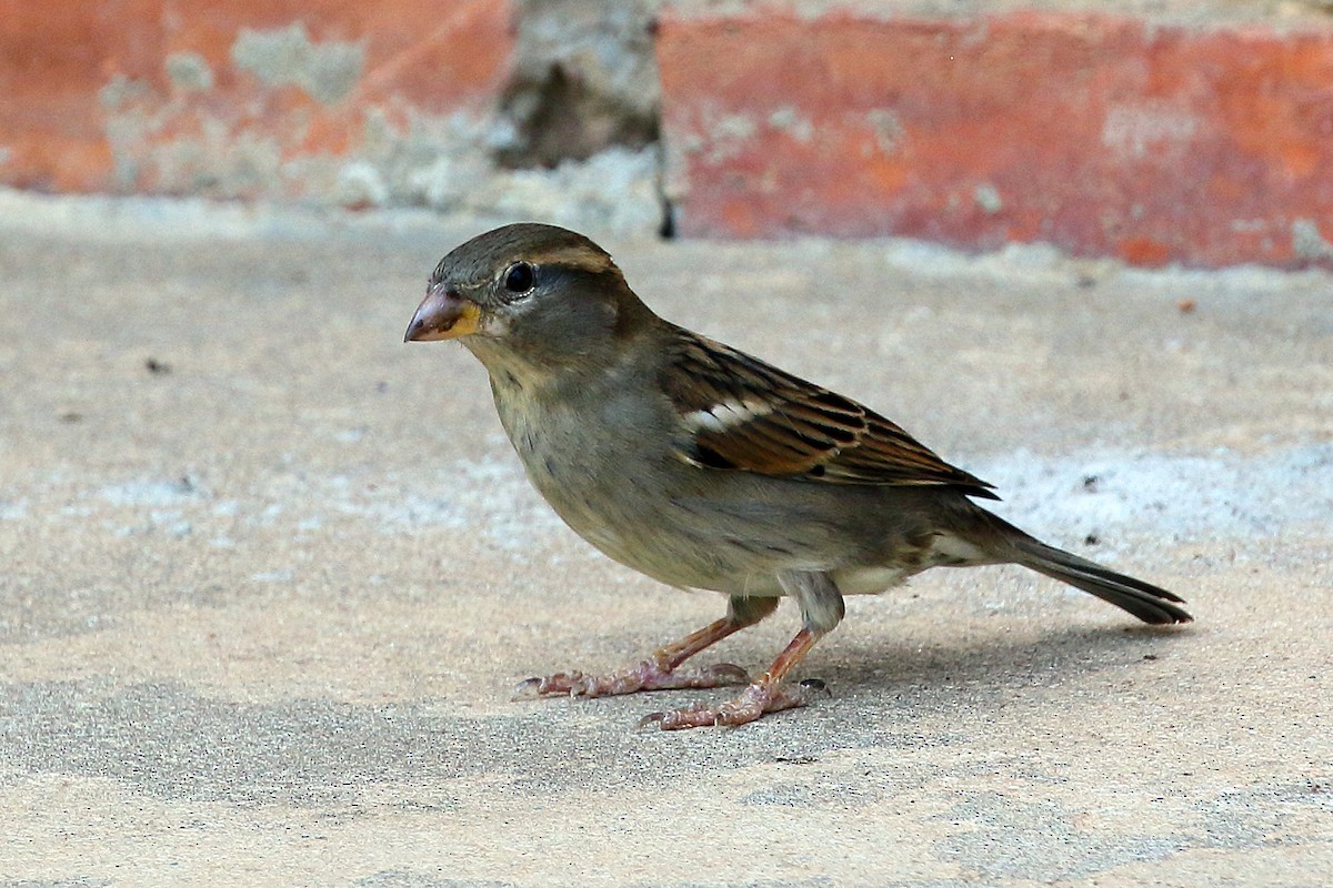 House Sparrow - ML178489481