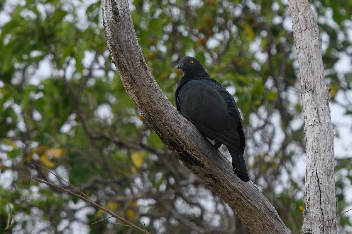Christmas Island Imperial-Pigeon - Richard Smart