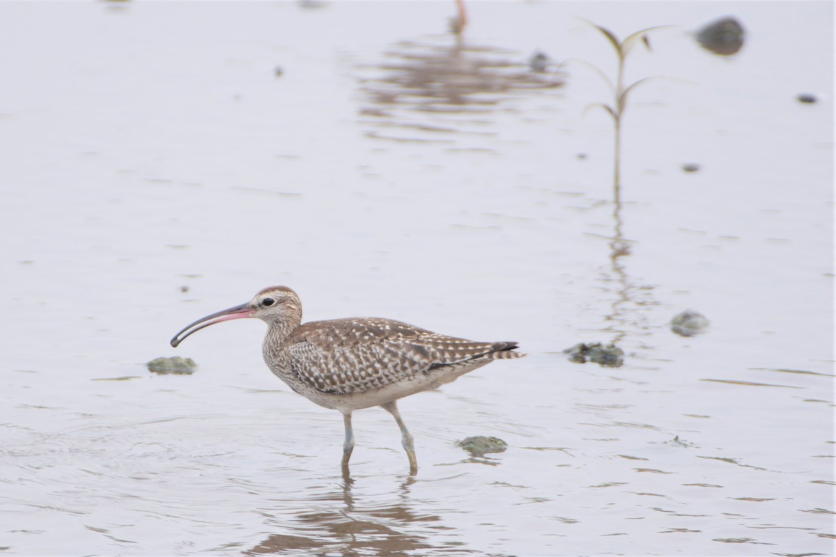 Whimbrel - ML178492291