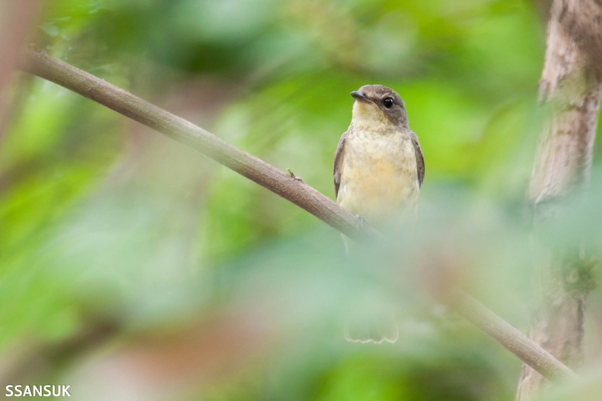 Gobemouche à croupion jaune - ML178493801