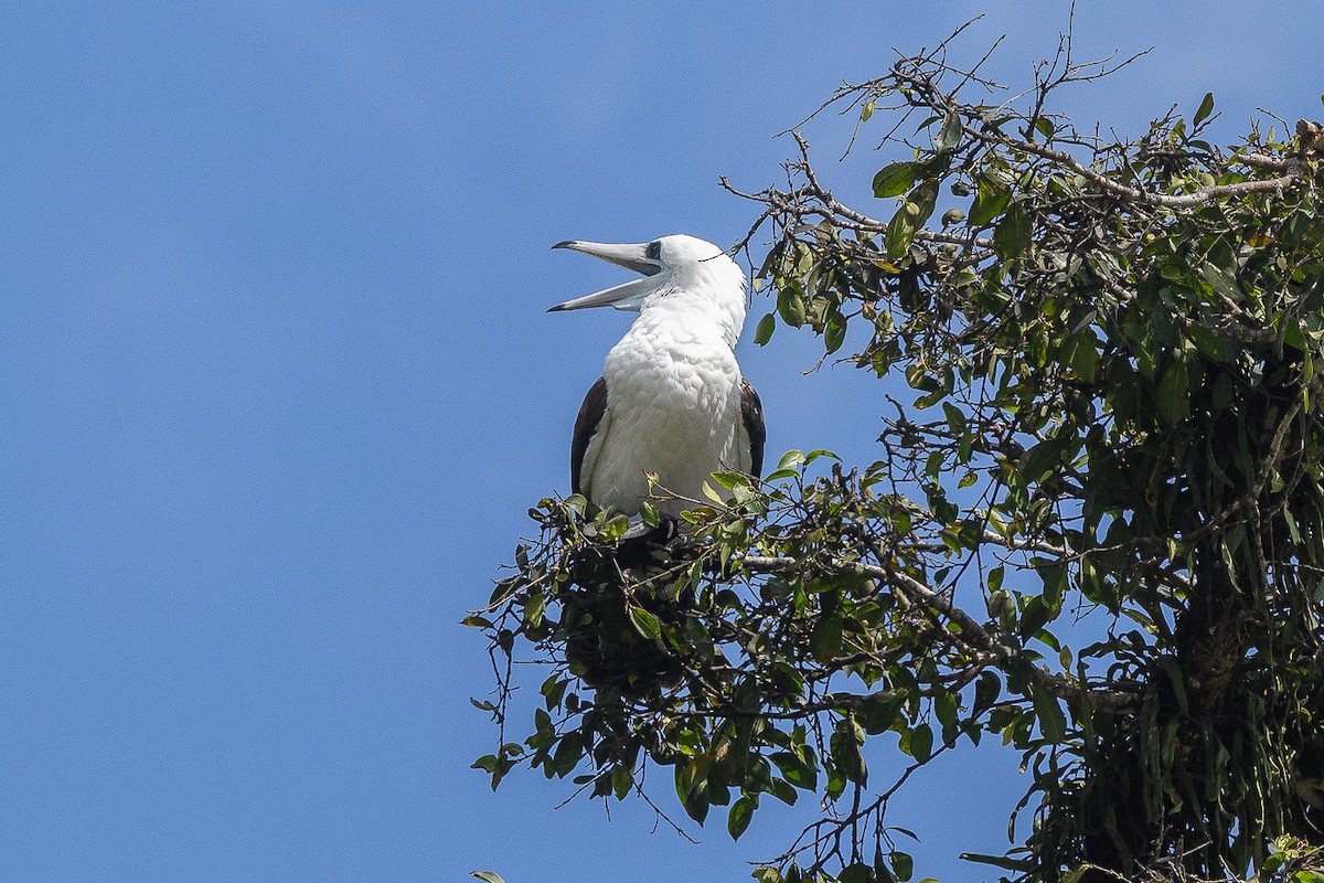 Abbott's Booby - ML178494891