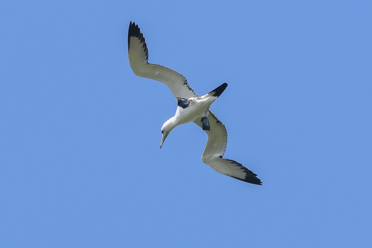 Abbott's Booby - ML178494921