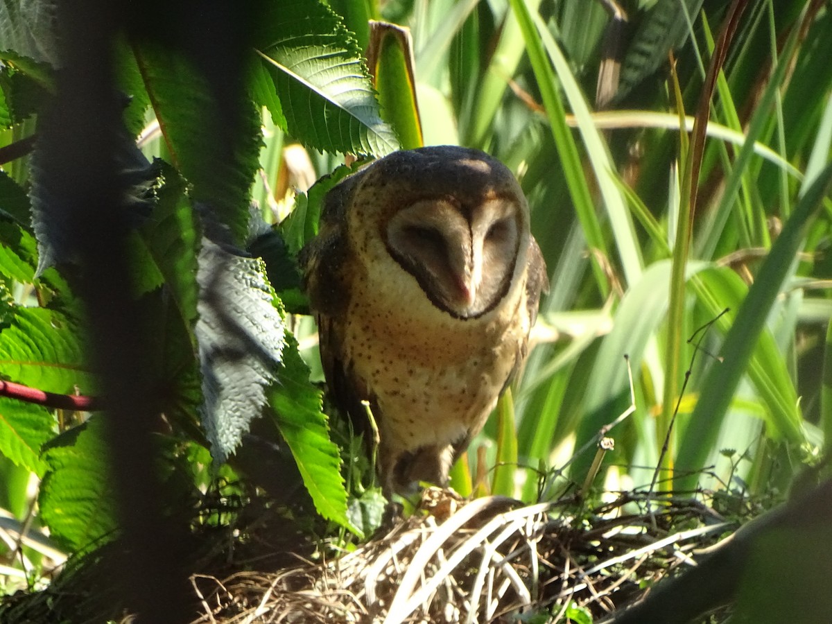 Barn Owl - ML178496081