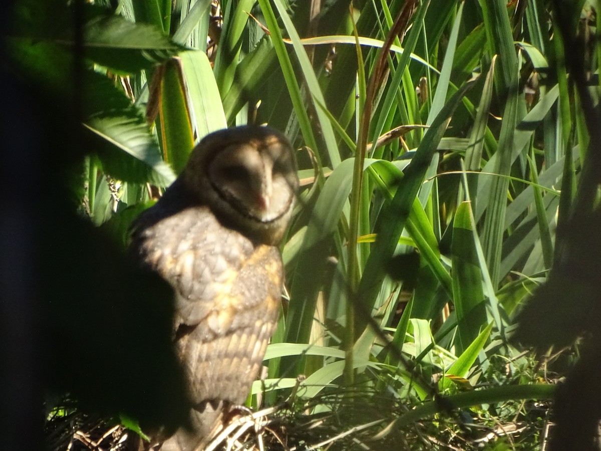 Barn Owl - ML178496111