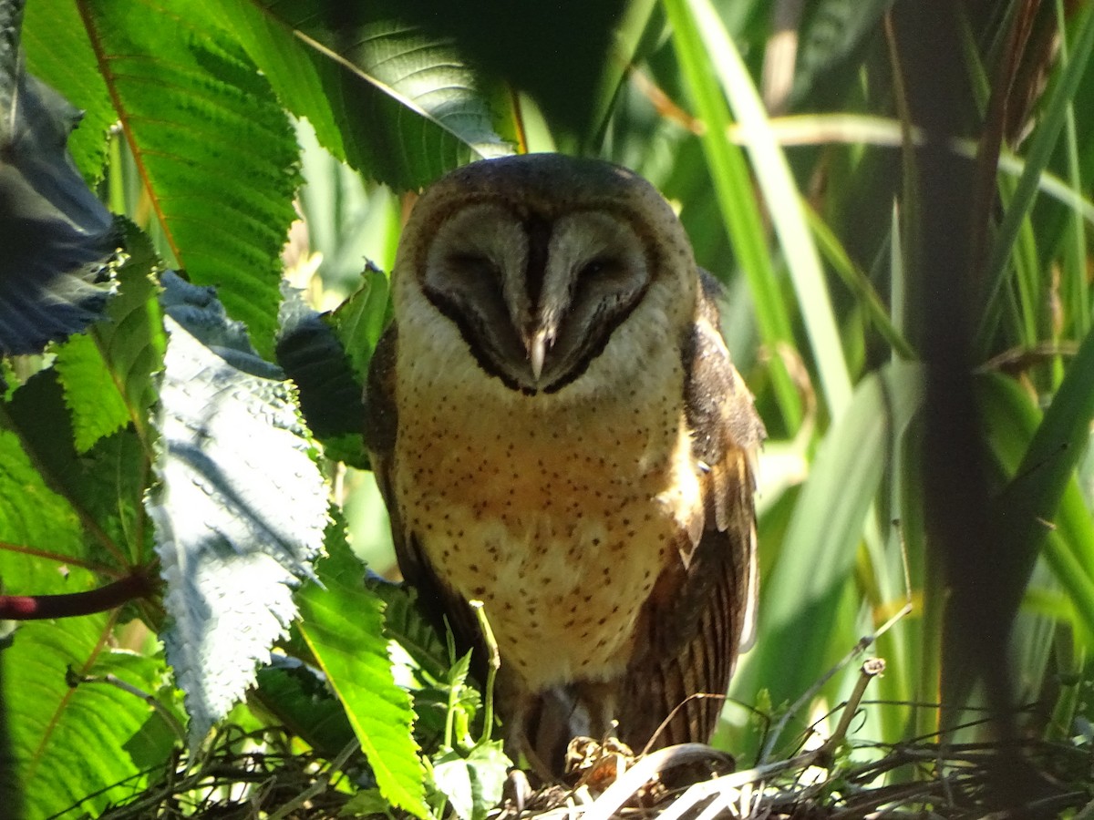 Barn Owl - Andrés de Miguel