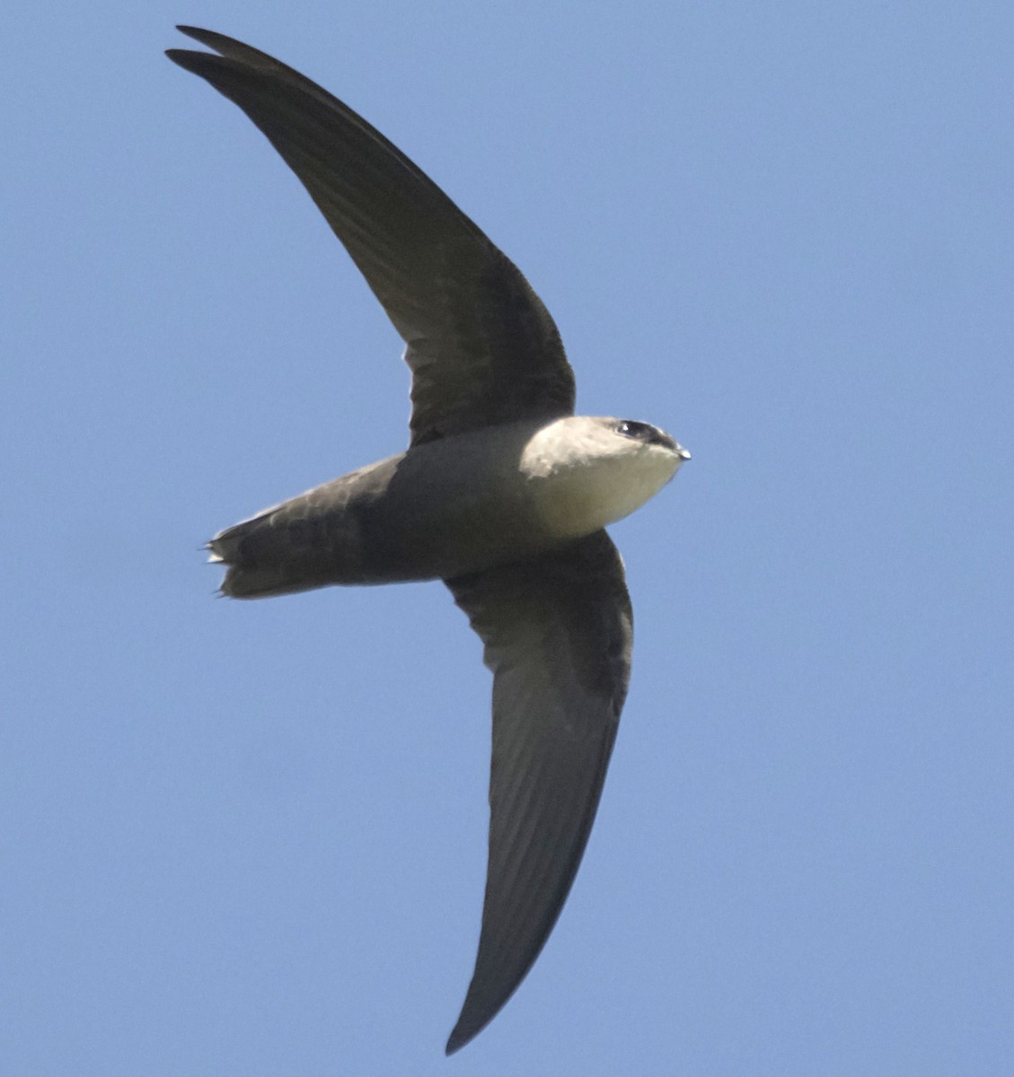 Chimney Swift - ML178496191